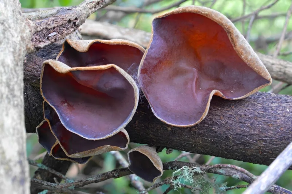 Auricularia cornea – hairy wood ear