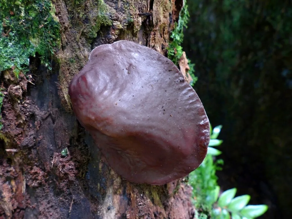 Dried black fungus