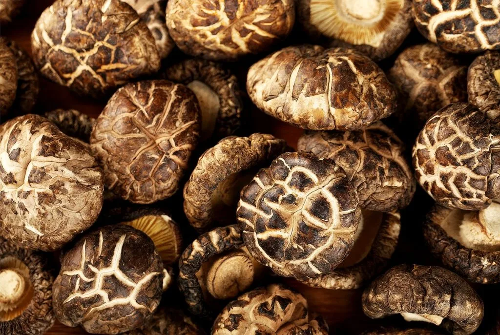 Flower shiitake (huagu) with cracked caps