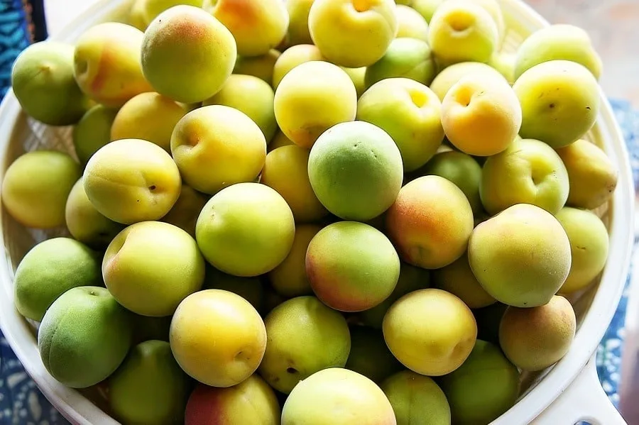 Fresh plums for making plum sauce