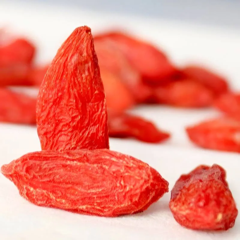 Goji shrub in fruit