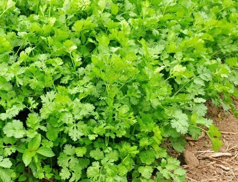 Cilantro growing in a pot