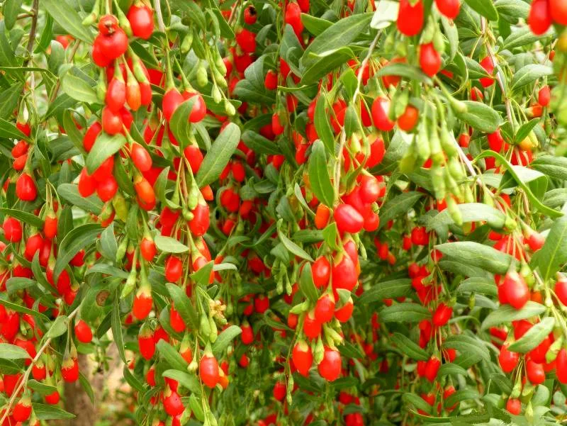 Goji plant (Lycium) with berries
