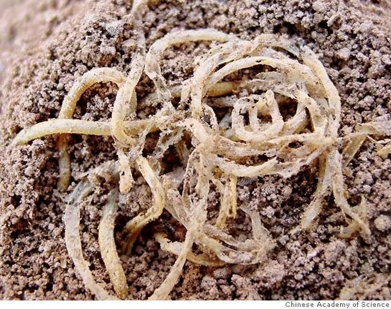 4,000-year-old millet noodles found at Lajia