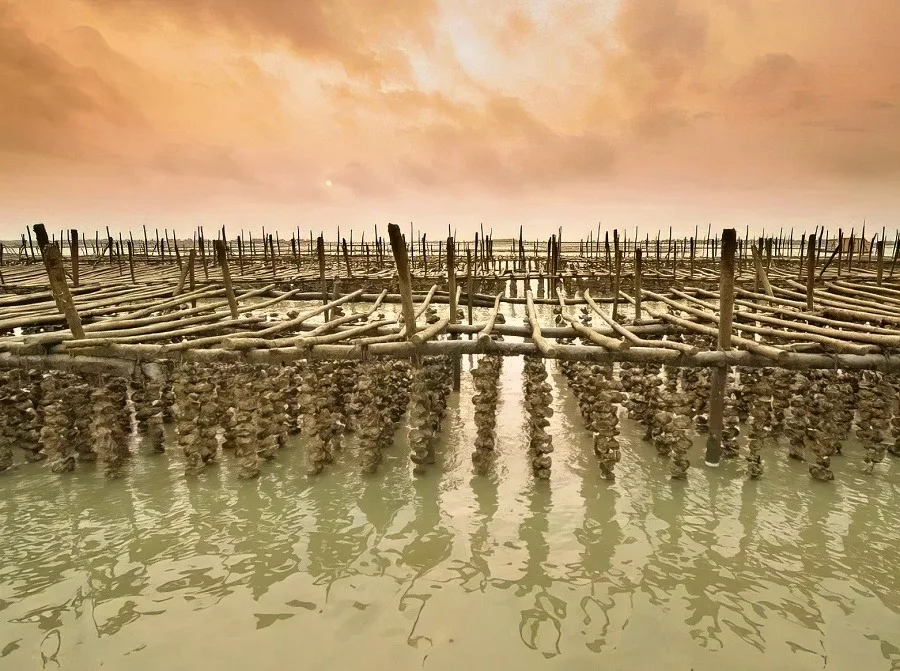 Oyster farm