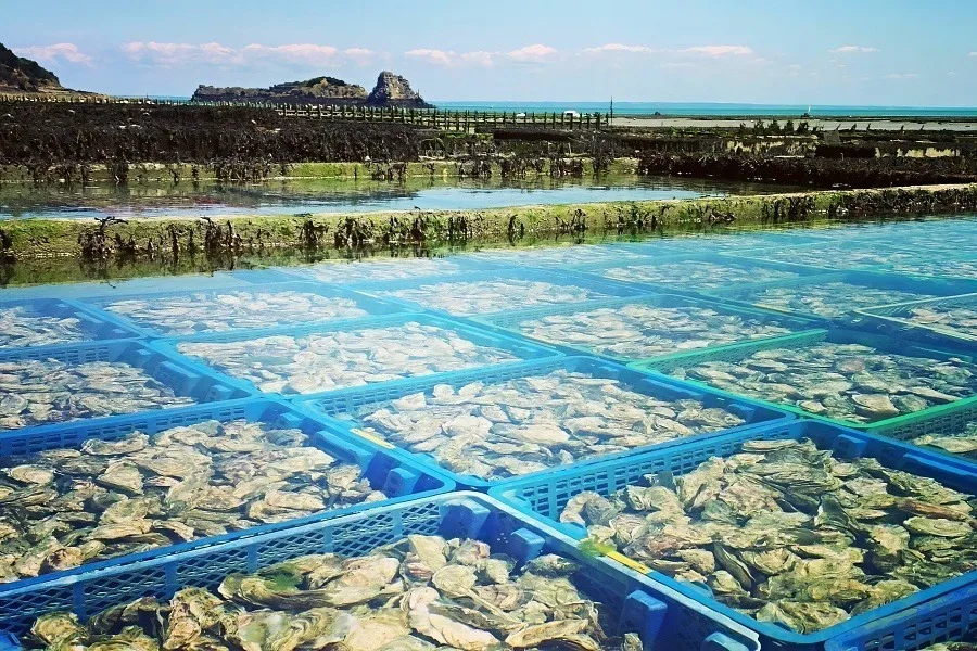 Oyster farming in southern China