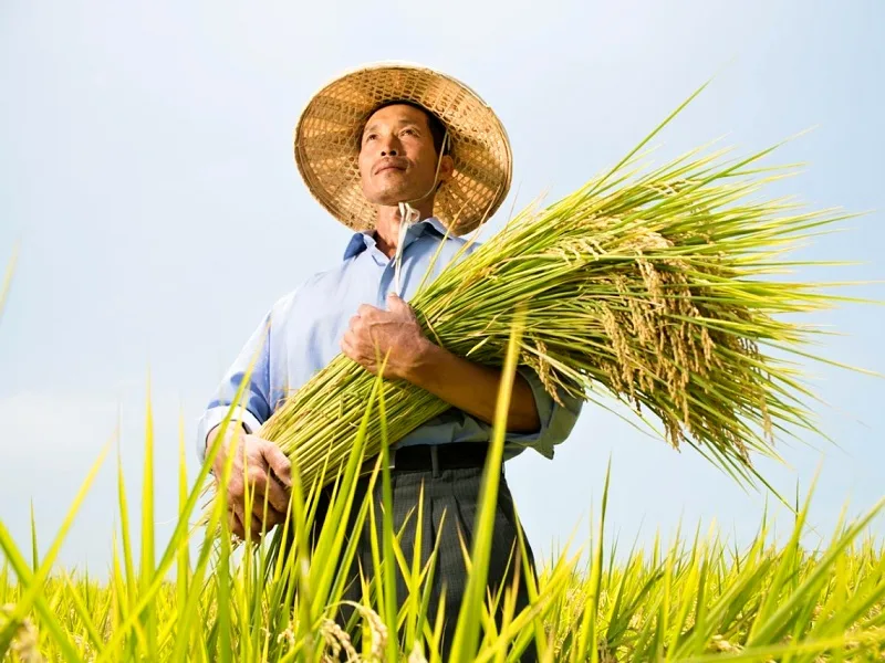Rice harvest