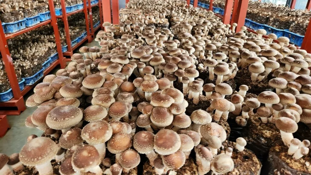 Shiitake cultivation on logs
