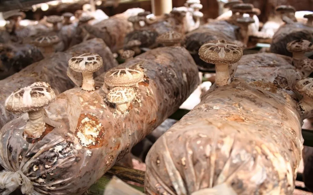Shiitake growing on sawdust substrate