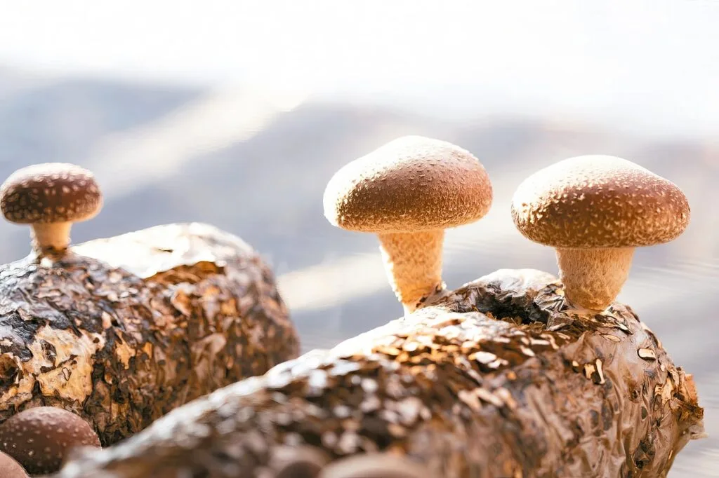 Shiitake mushrooms growing on a log