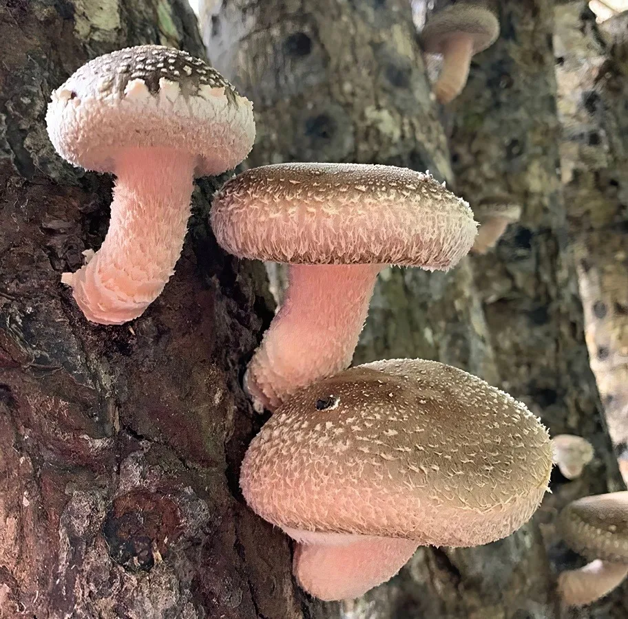 Shiitake mushrooms in a bowl