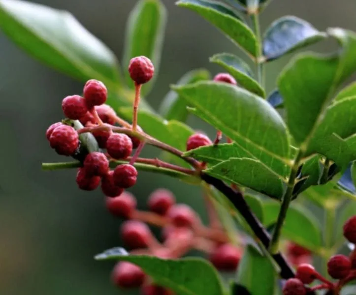 Sichuan pepper (Zanthoxylum) plant with ripe husks