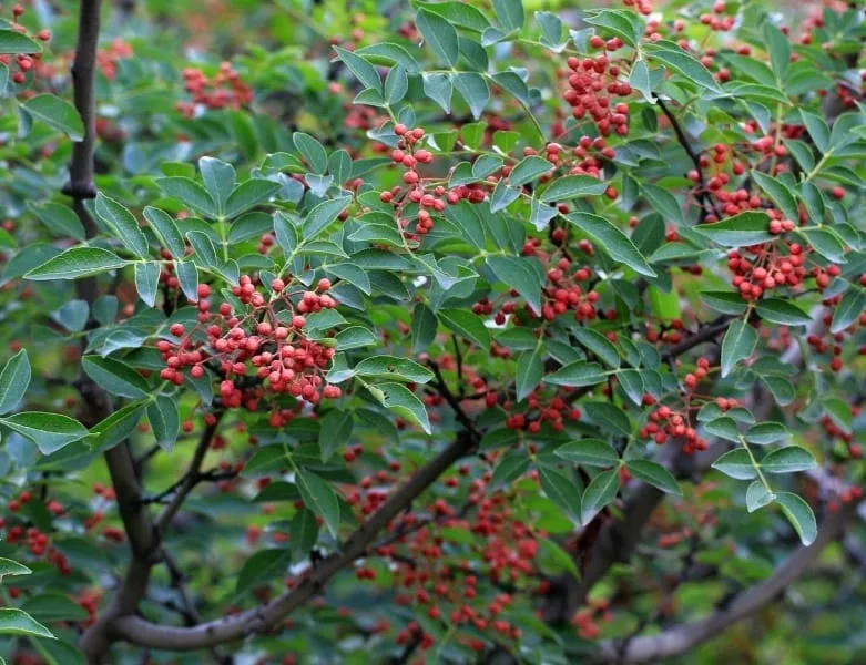Whole Sichuan peppercorns