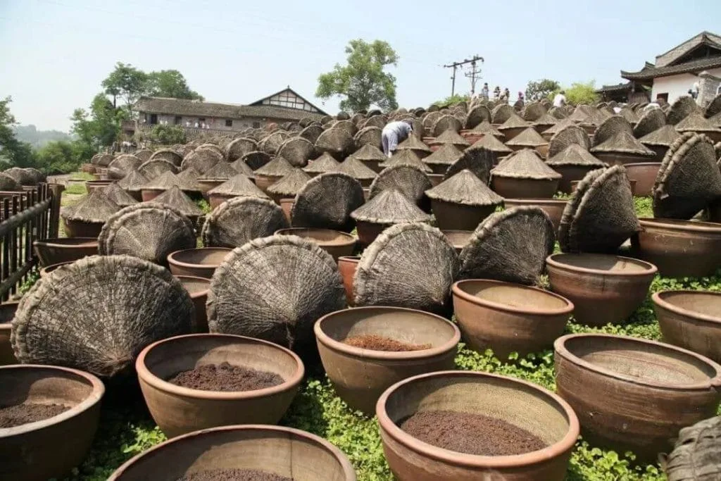 Soy sauce jars fermenting in the sun