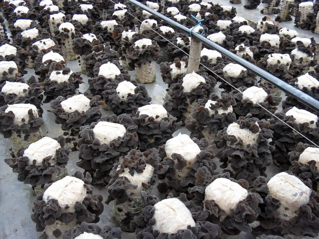 Wood ear mushrooms growing on cultivation bags