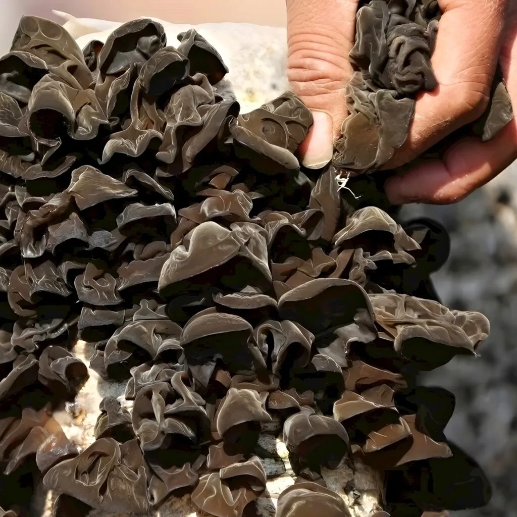 Fresh wood ear mushrooms