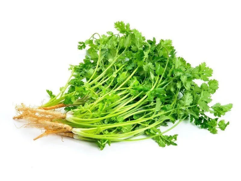 Xiangcai – cilantro leaves